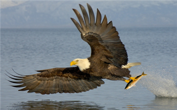 Fishing eagle
